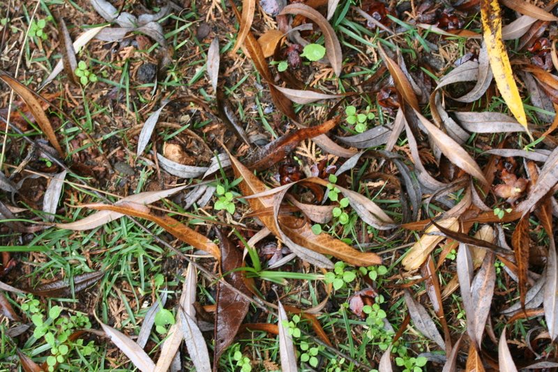 leaf